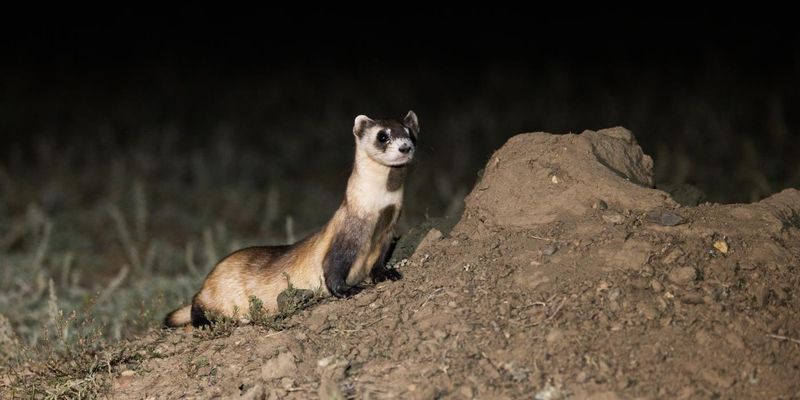Black-Footed Ferret: Prairie Predator's Second Chance