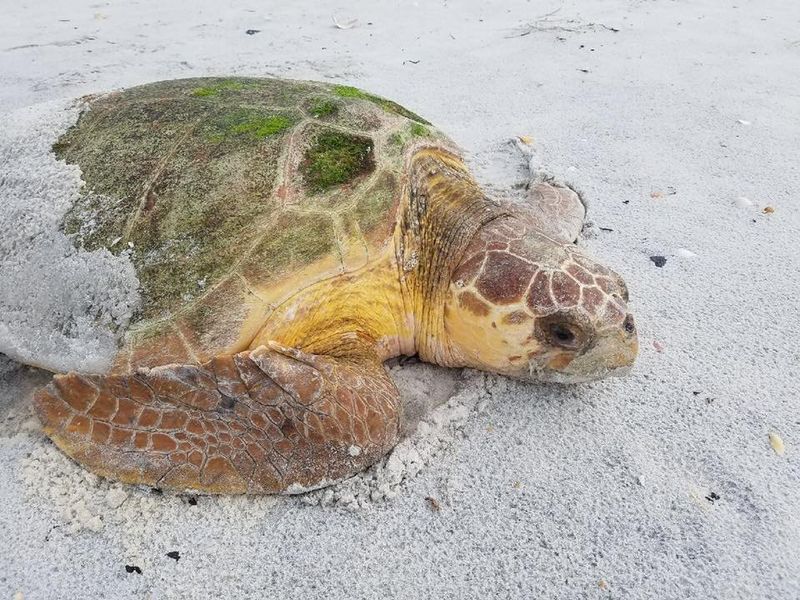 Loggerhead Sea Turtle: The Powerful Crusher