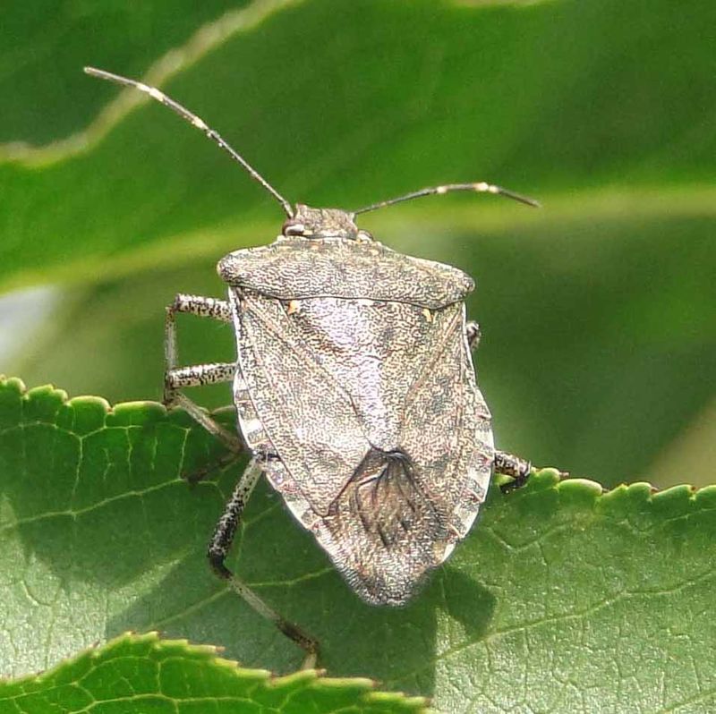 Brown Stink Bug