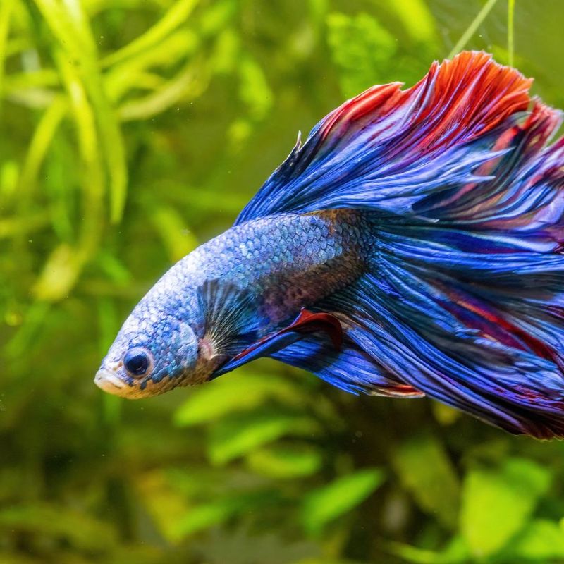 Betta Fish: Vibrant Underwater Soloist