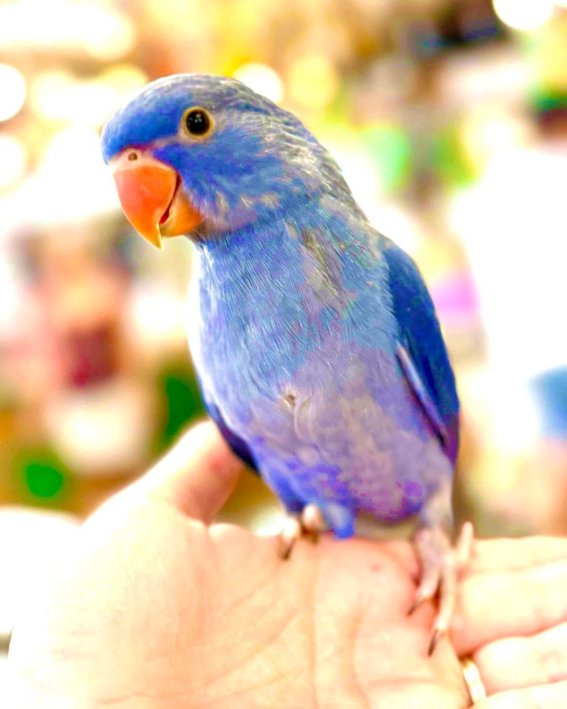 Indian Ringneck Parakeet: The Hurricane-Proof Talker