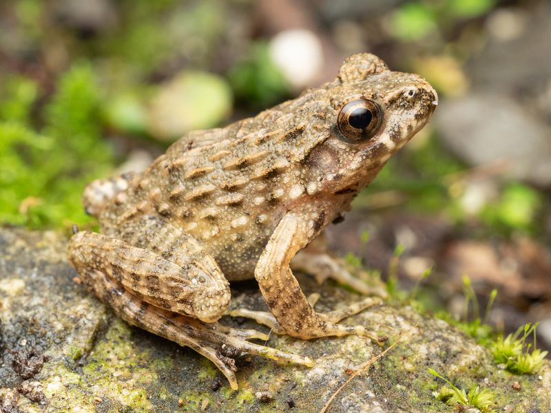 Japanese Wrinkled Frog