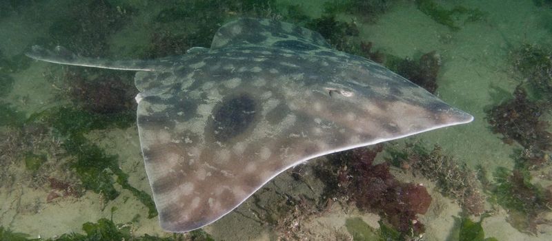 Big Skate: The Pacific's Giant Flying Carpet