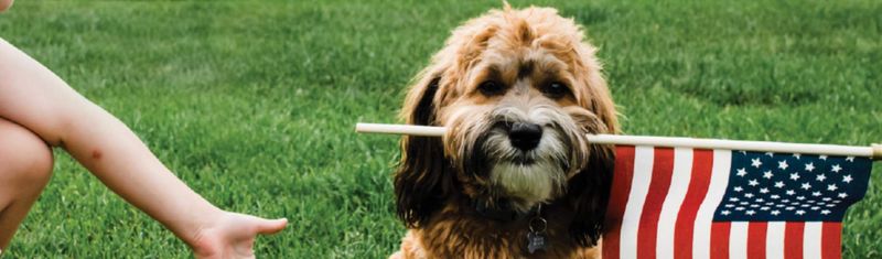 Fayetteville: Military Town with Mutt-Friendly Mindset