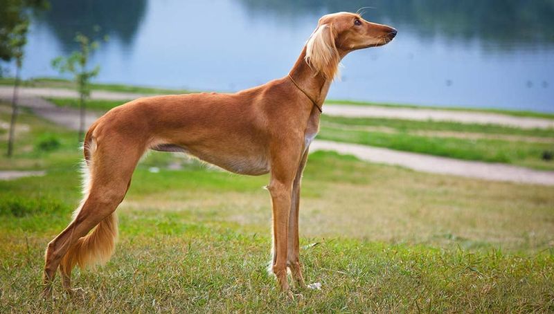 Saluki