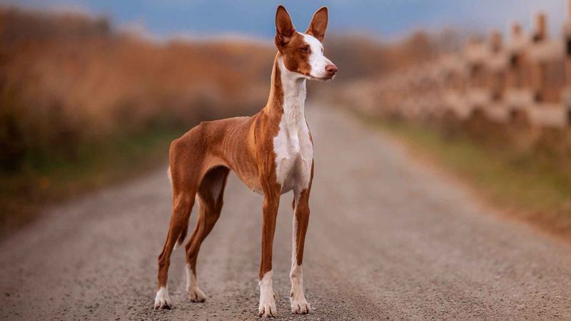 Ibizan Hound: The Casino's Elegant Heat-Handler