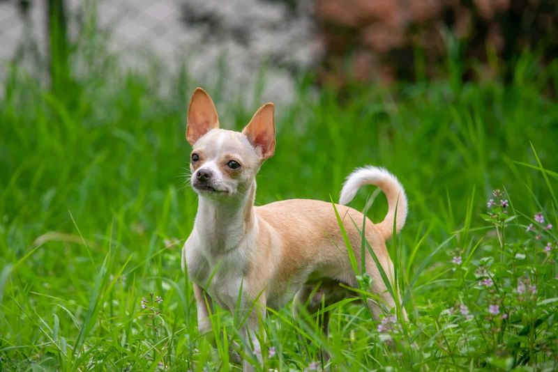 Chihuahua: Tiny Tropical Treasures