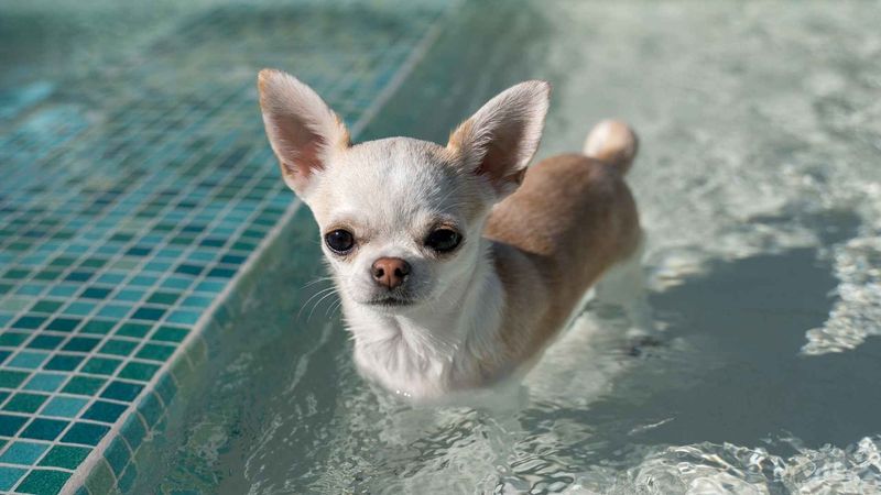 Chihuahua: Tiny Desert Native