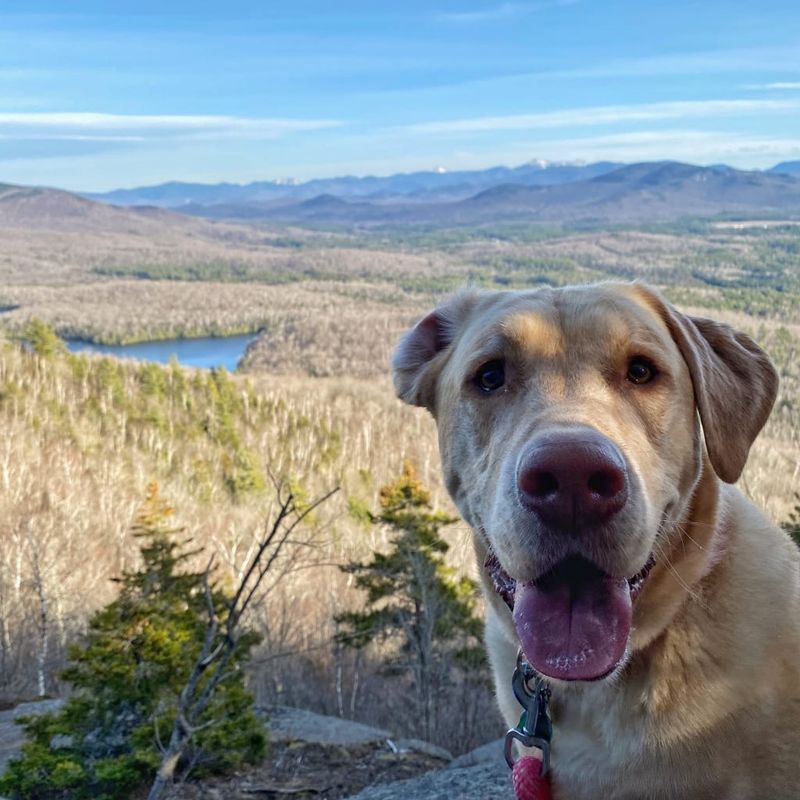 Labrador Retriever: Upstate's Adventurous All-Rounder
