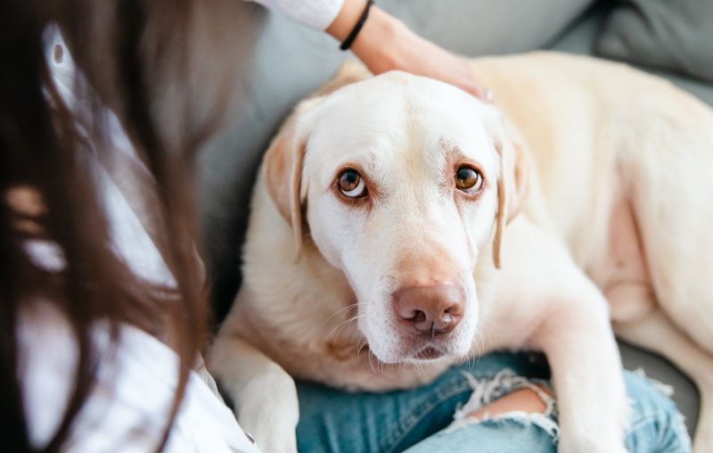 Labrador Retriever