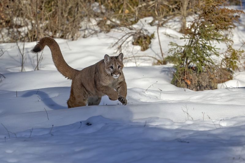 Mountain Lion: Eastern Comeback On Quiet Paws