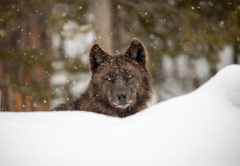 Mysterious Gray Wolves: The Comeback Predators