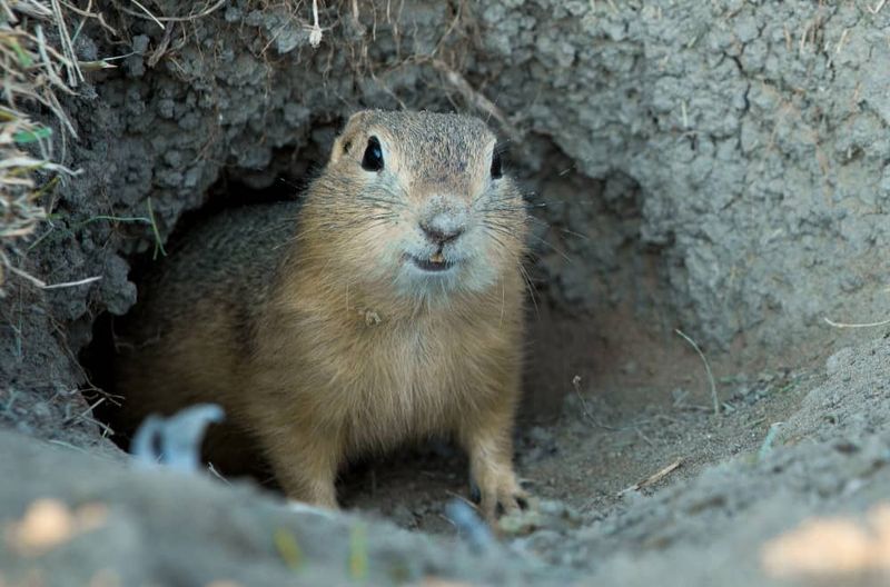 Richardson's Ground Squirrel
