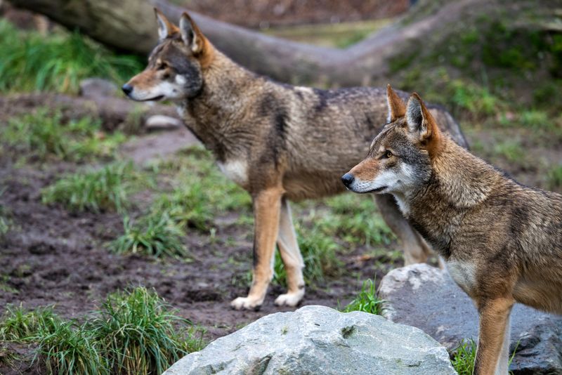 Nature's Population Control Experts