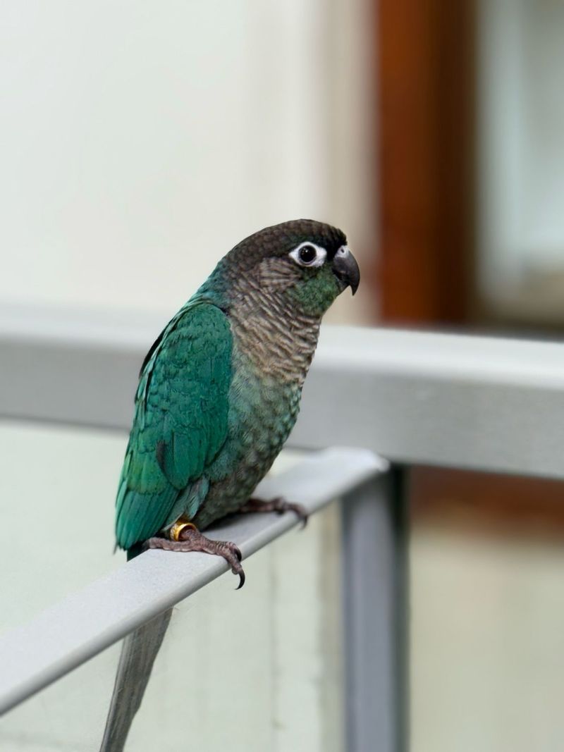 Parrot: Feathered Conversation Partners