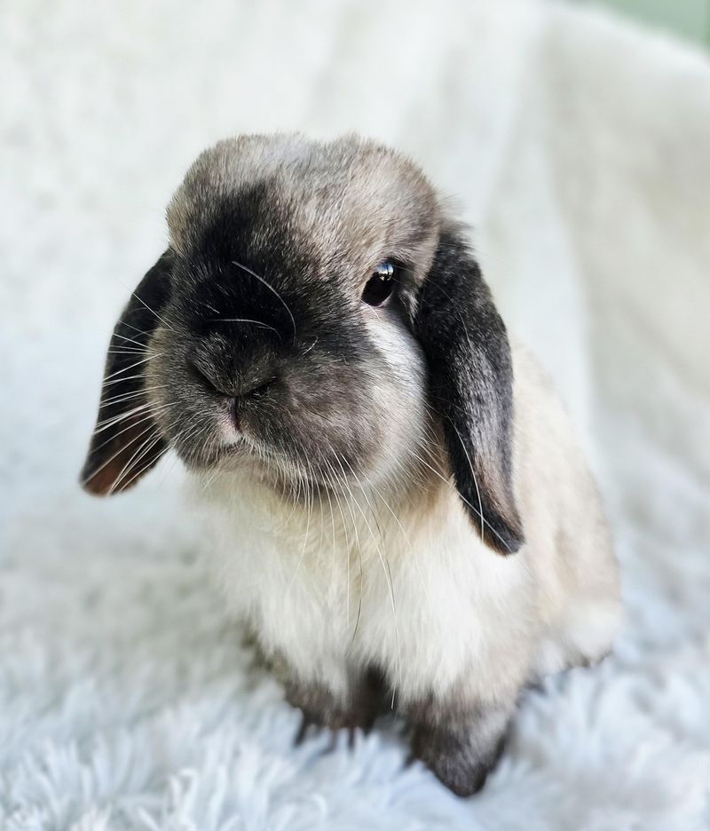 Rabbits: Hoppy Little Homebodies