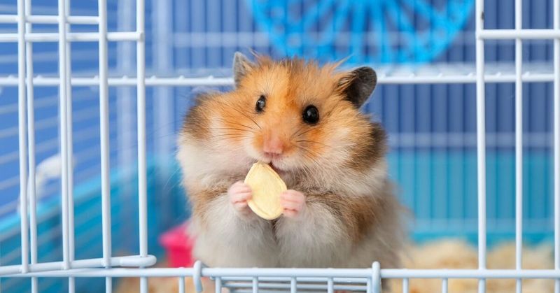 Hamsters
