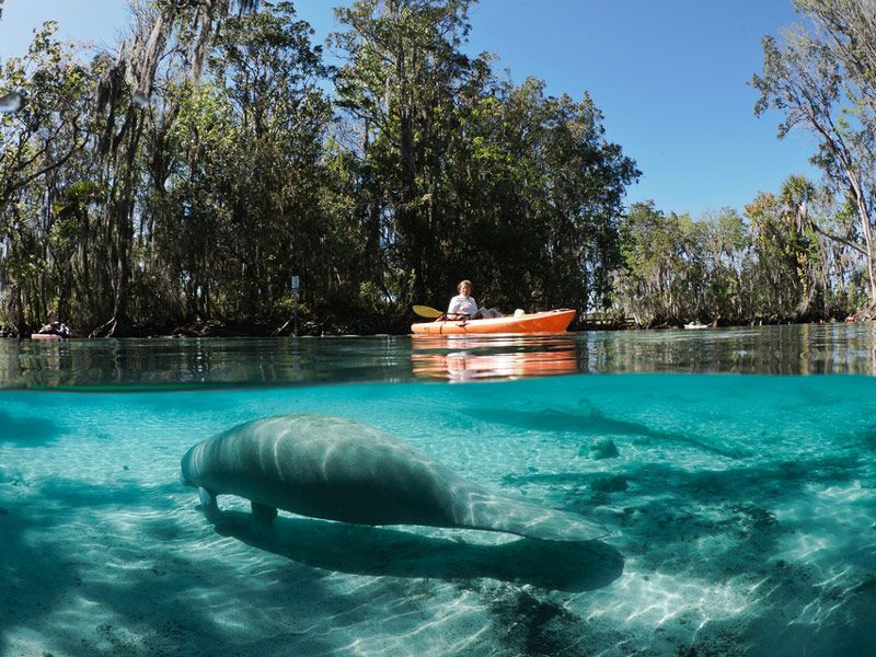 Crystal River National Wildlife Refuge (Crystal River)