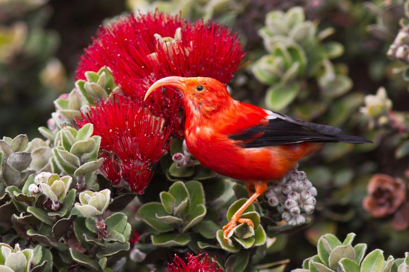 Hawaiian Honeycreeper
