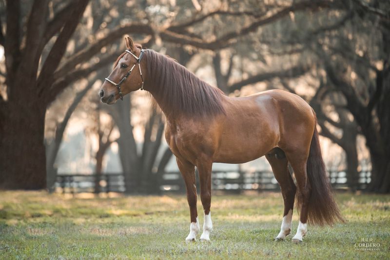 Paso Fino