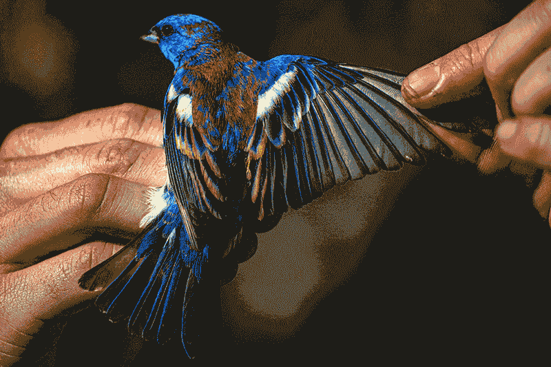 Bird Quarantine Powers
