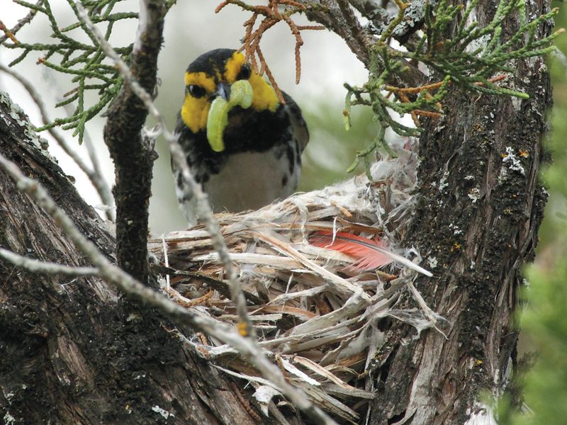 Specialized Nesting Behavior