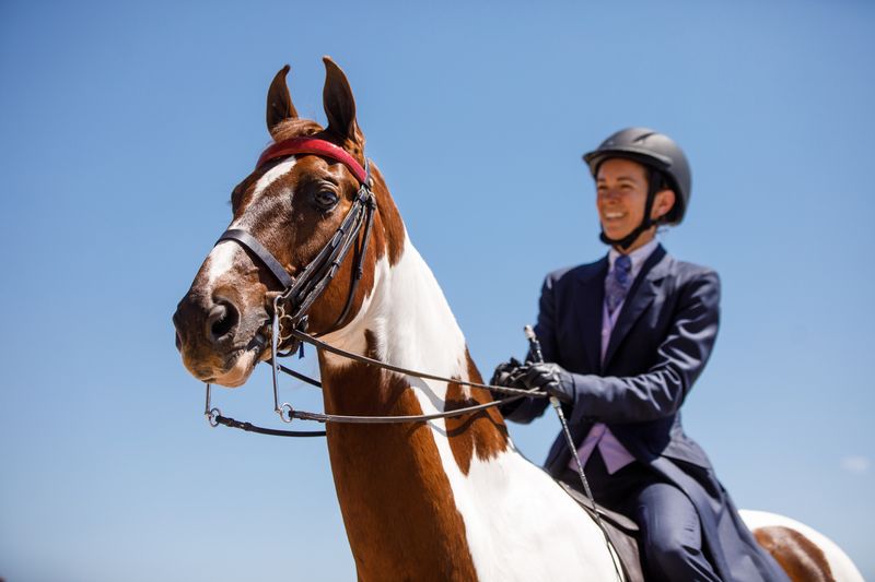 American Saddlebred: High-Stepping Showstoppers In California Arenas