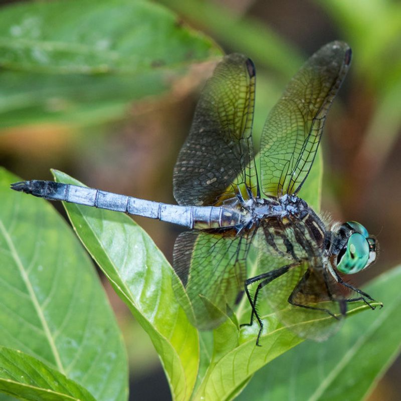 Blue Dasher: The Sapphire Sentinel