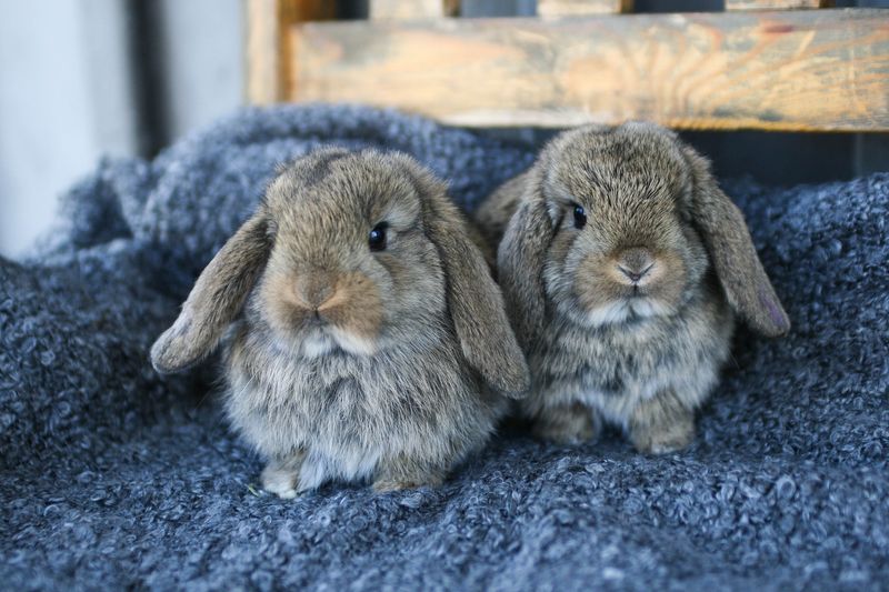 Rabbits