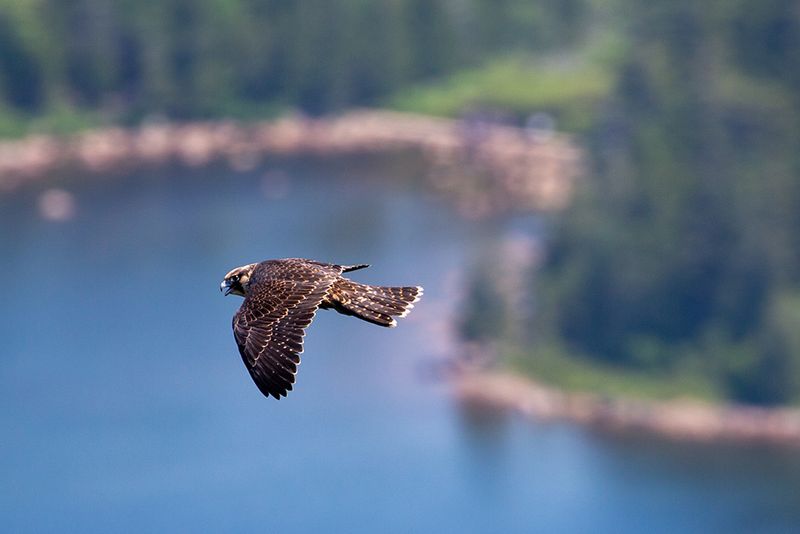 Peregrine Falcon
