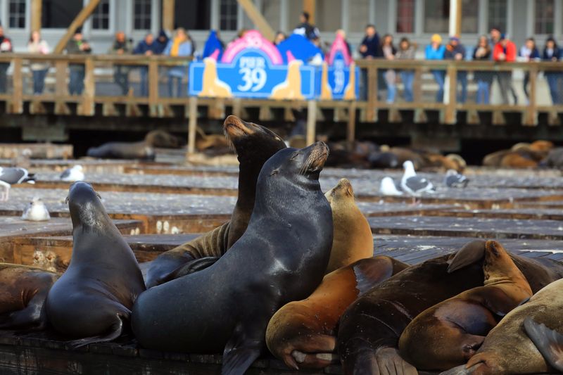 California Sea Lion: The Noisy Neighbor
