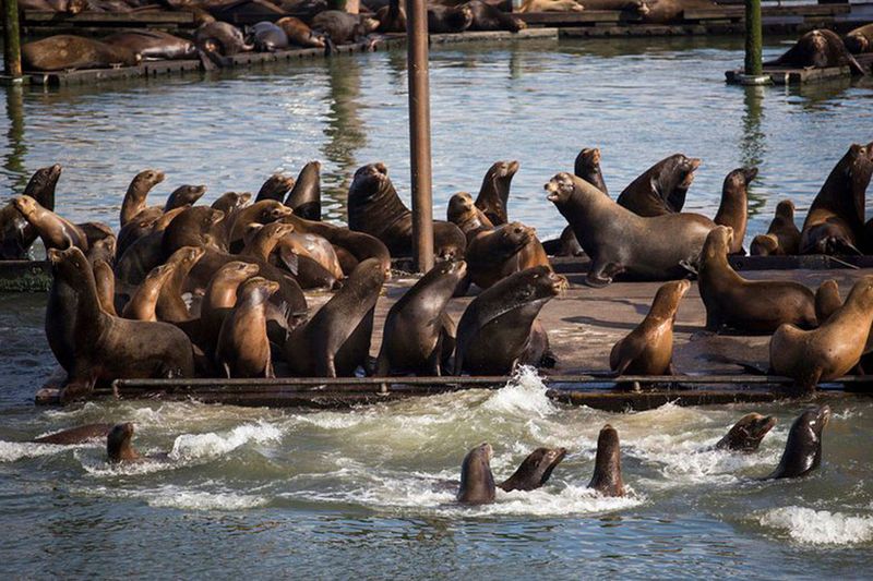 California Sea Lion