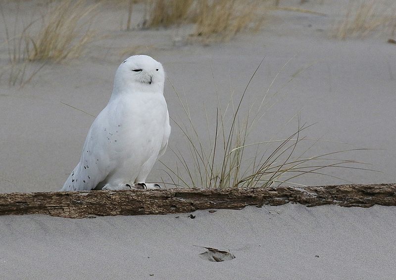 Snowy Owls: Winter Visitors at JFK