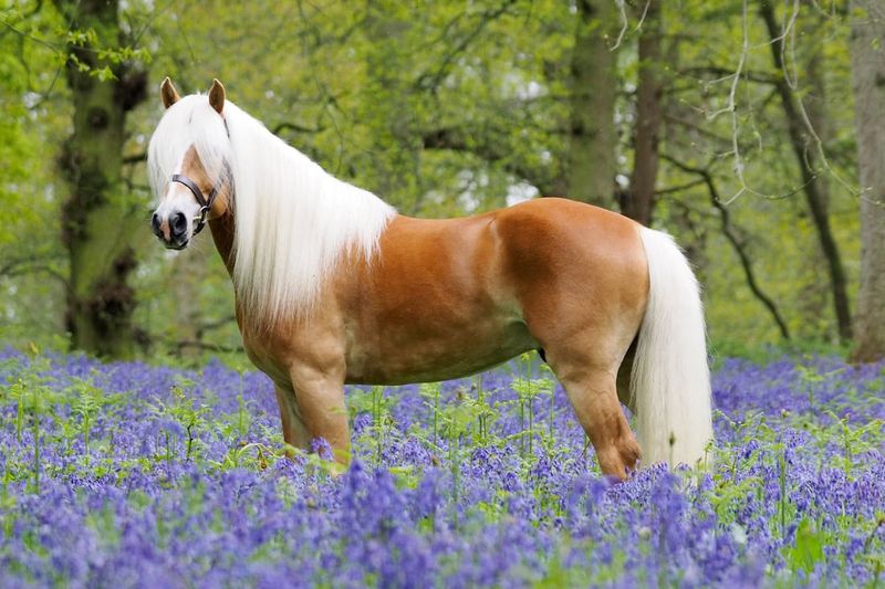 Golden Haflinger