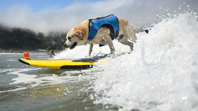 Recognizes Surfboards