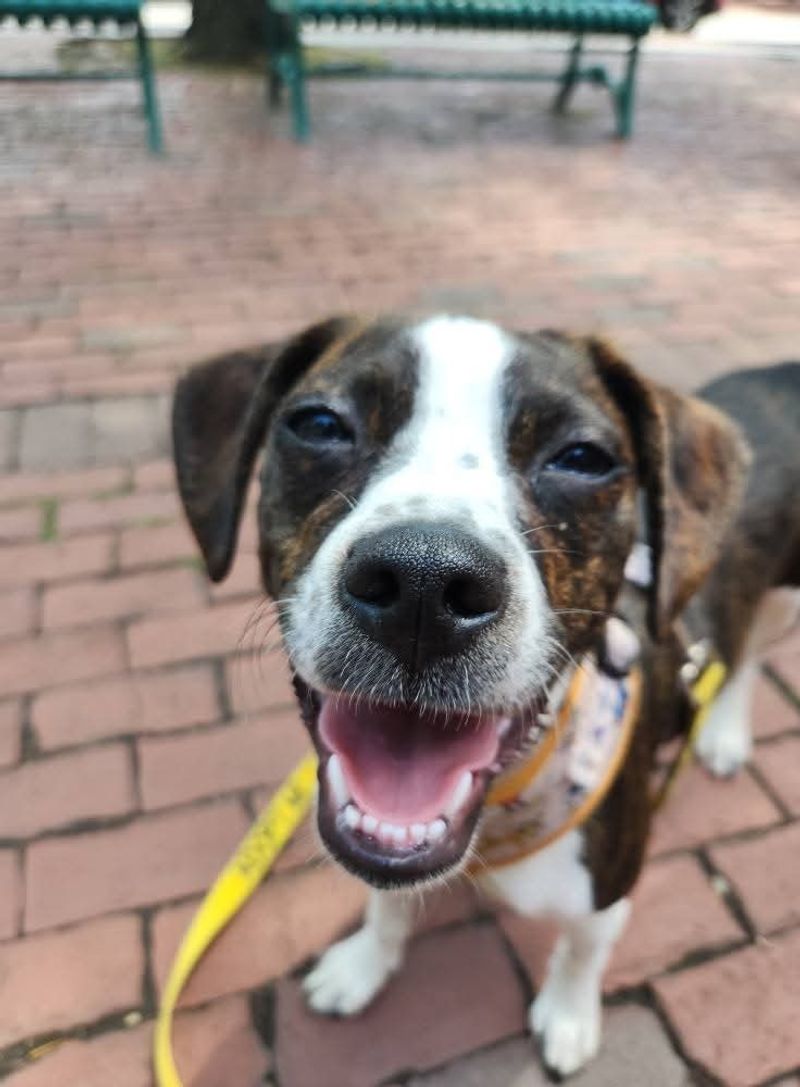 Mixed-Breed Senior Dogs: Rescue Champions with Predictable Health
