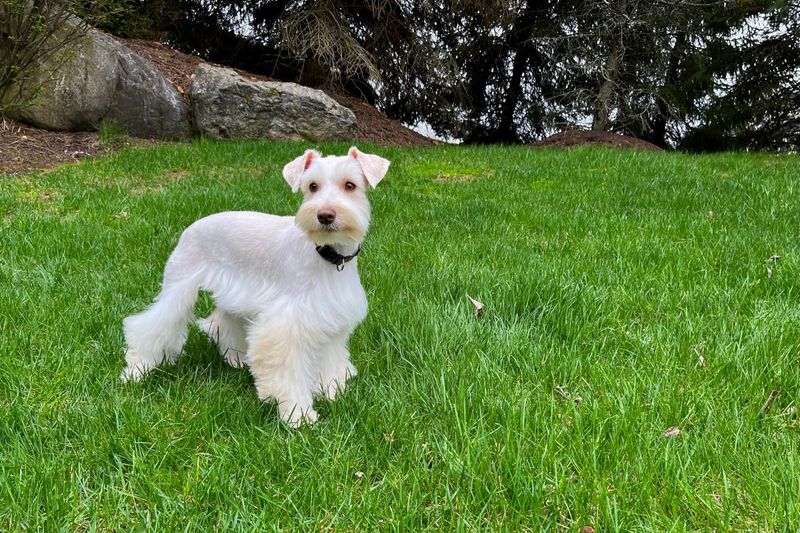 Miniature Schnauzer: The Bearded Brainiac