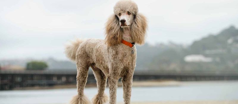 Standard Poodle: The Sophisticated All-Terrain Expert