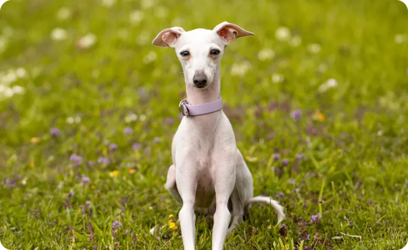 Italian Greyhound: The Graceful Apartment Athlete