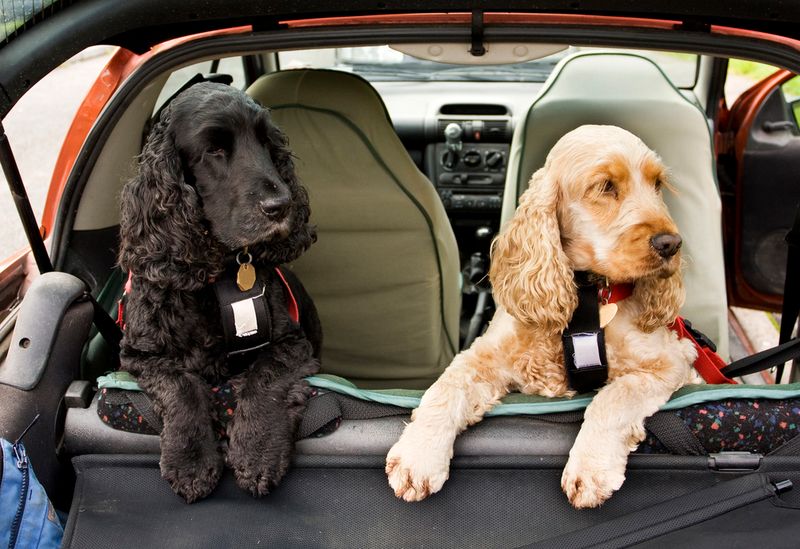 Alabama: Sweet Home's Sour Notes for Pet Owners