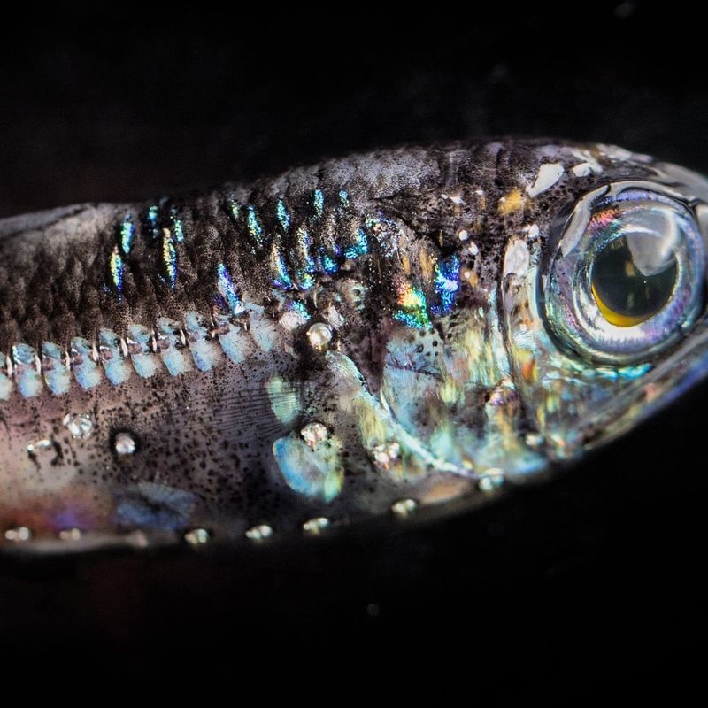 Lanternfish: The Twinkling Stars Of The Deep