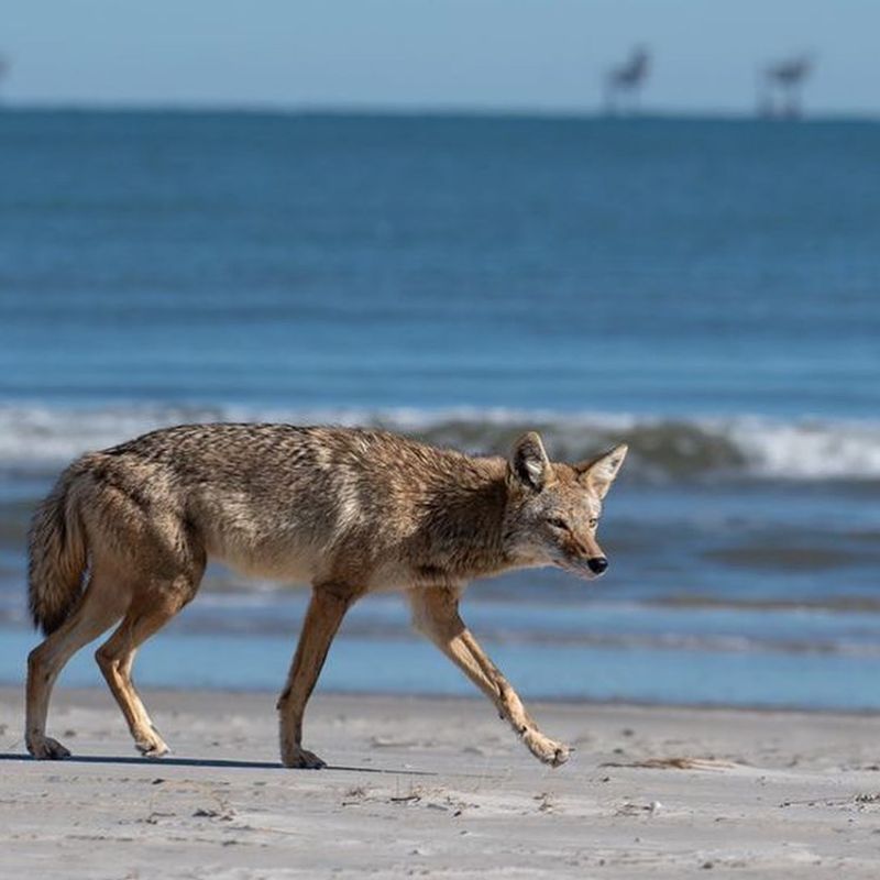 Coyote: The Adaptable Dune Prowler
