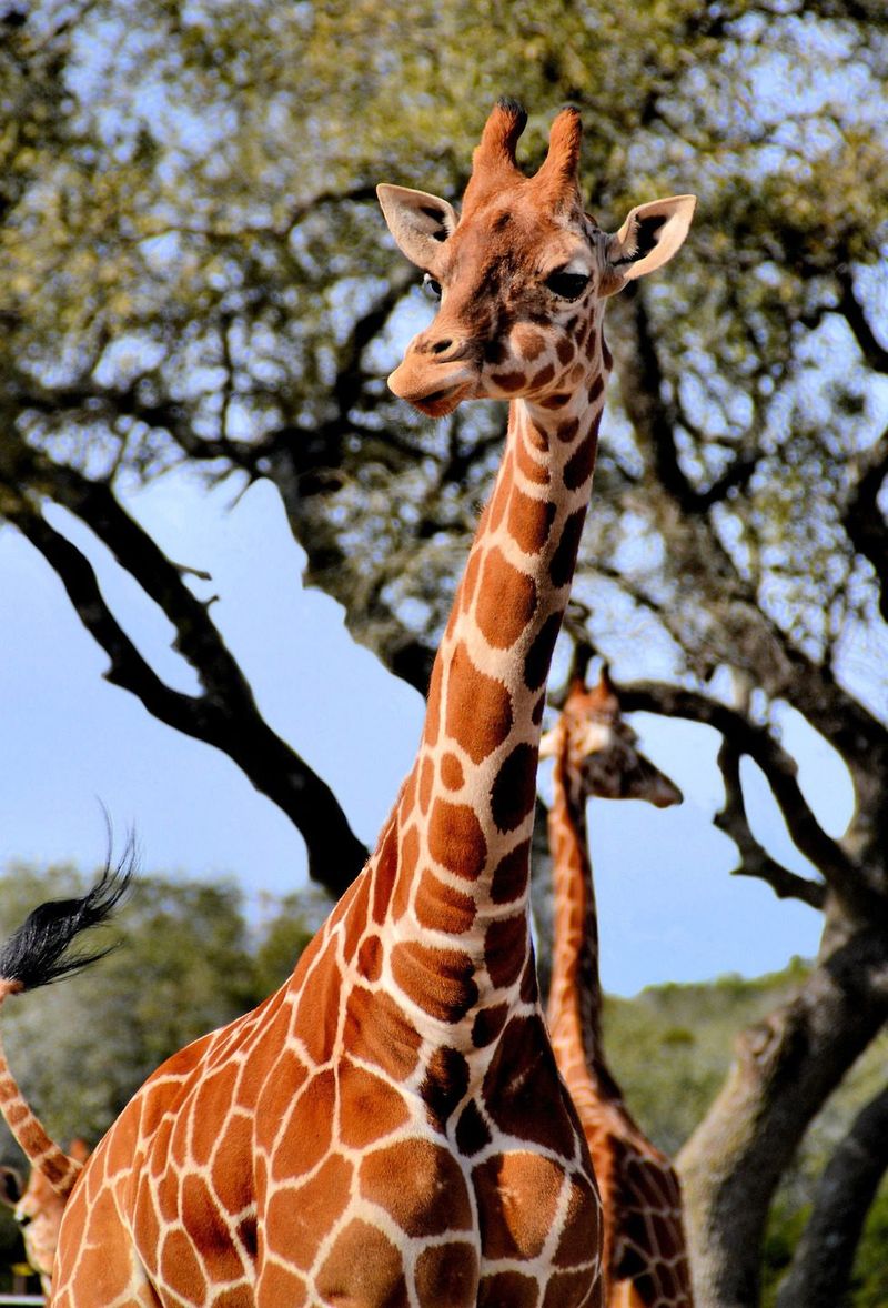 Natural Bridge Wildlife Ranch – San Antonio