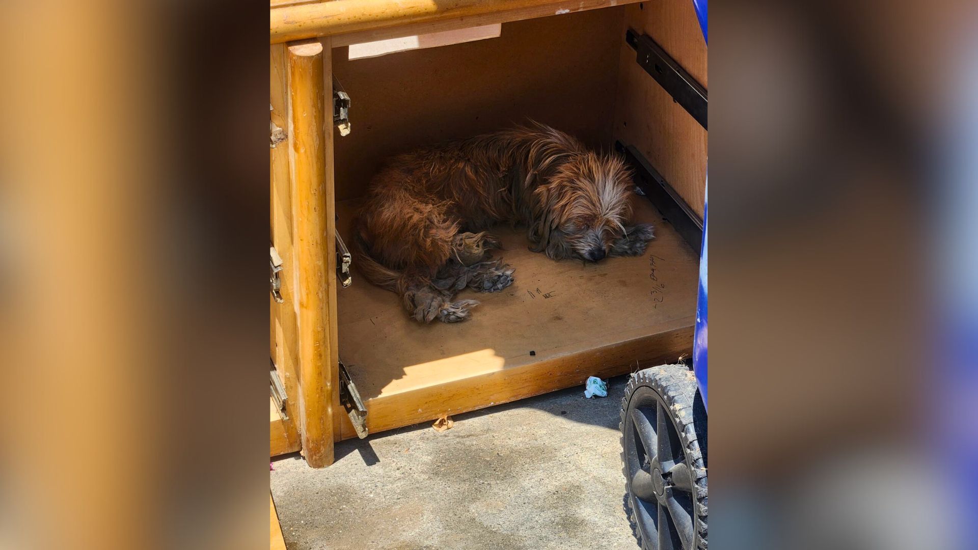 discarded dogs