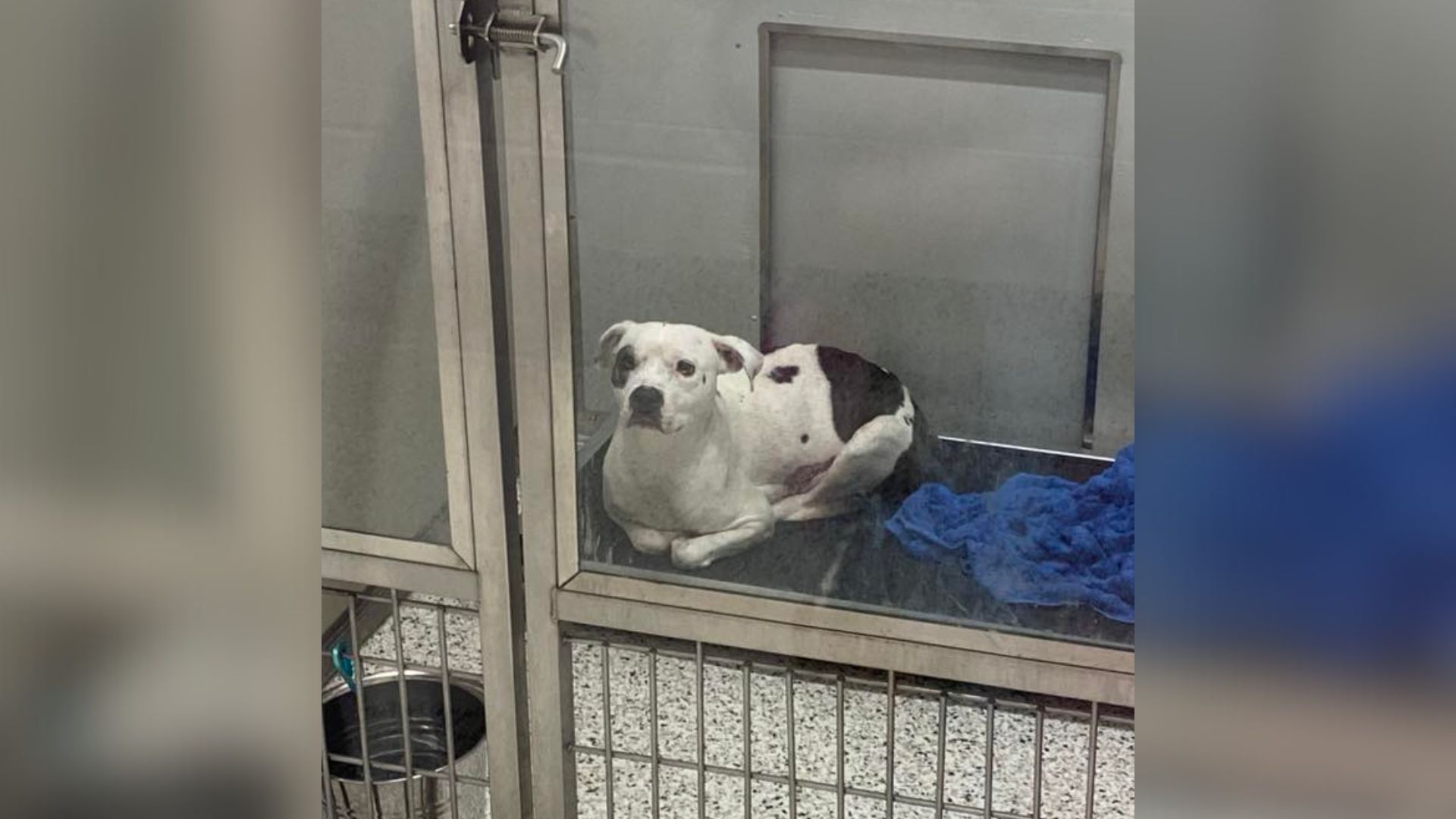 lonely mother dog