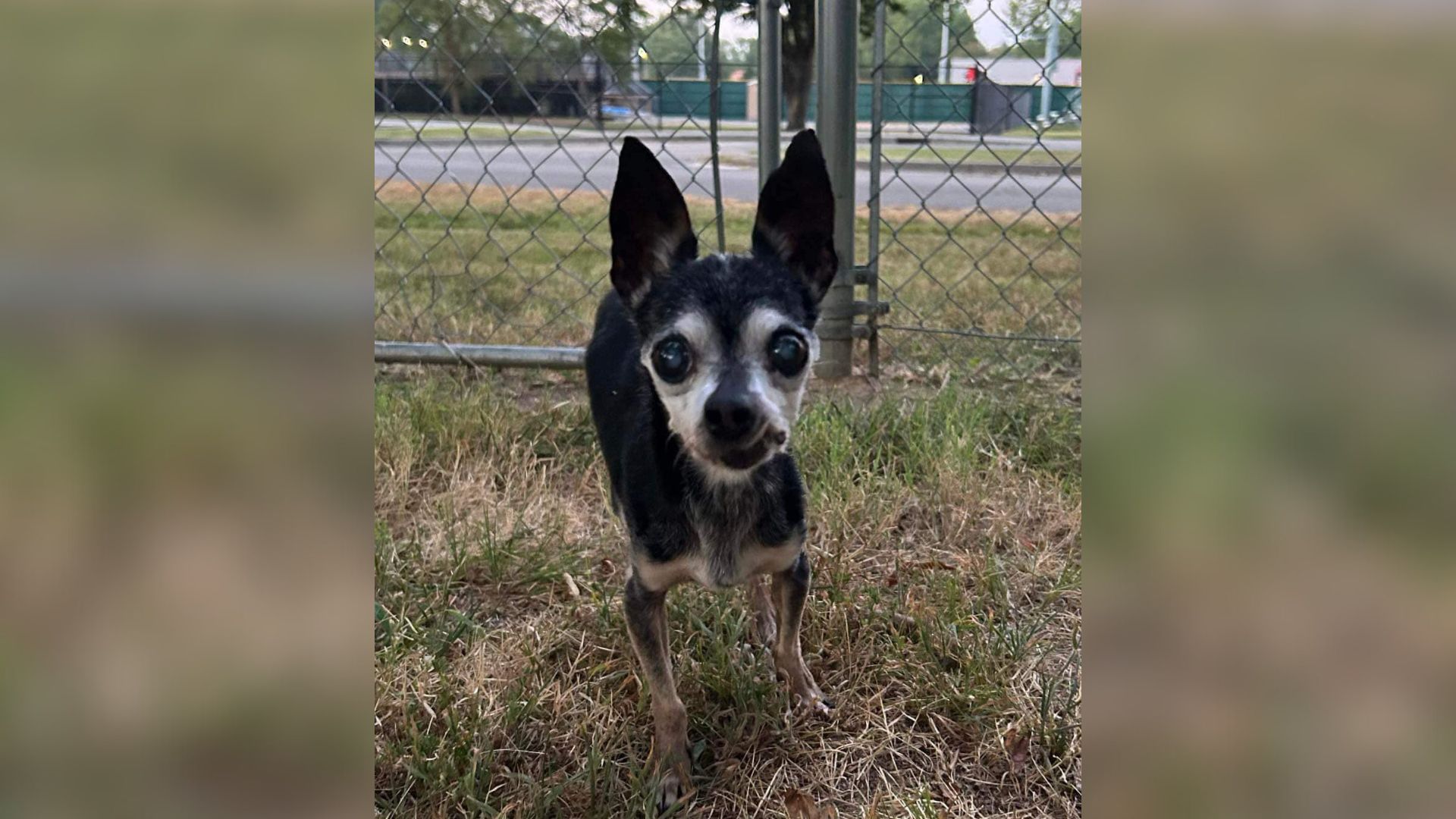 Heartbreak As Missouri Owners Gave Up Their Senior Pup Because They  ‘Couldn’t Wait For Him To Pass Away’