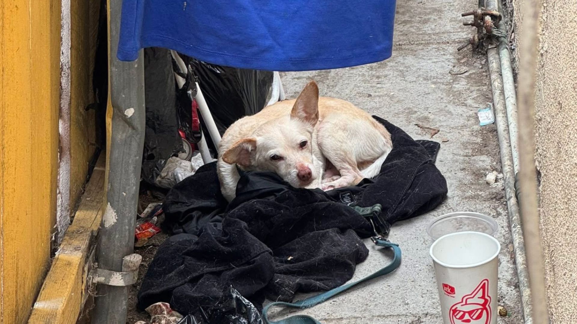 Heartbroken Dog Survives Alone In Abandoned California House For A Week