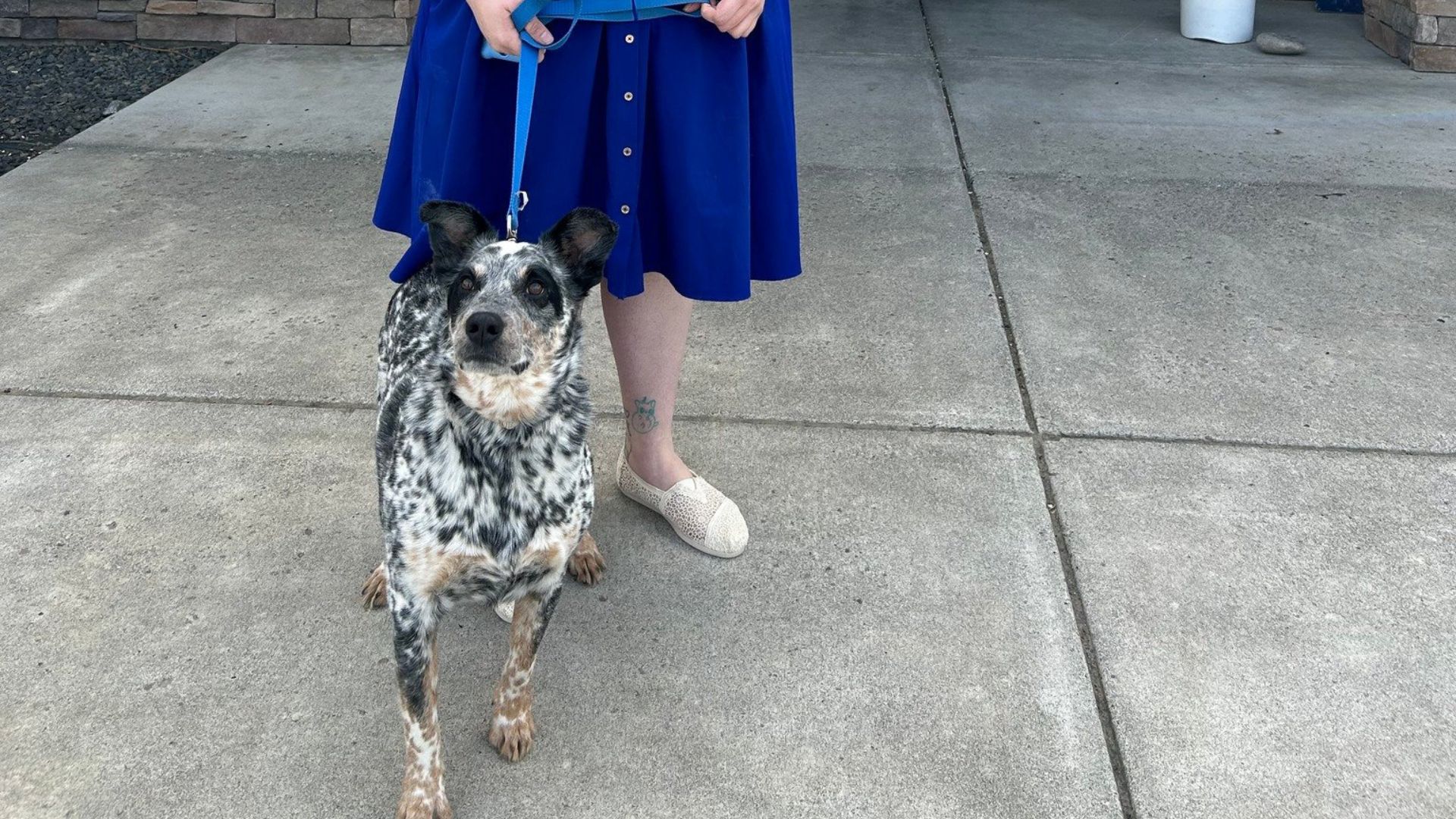 Heartbroken Washington Dog Realizes He’s Being Returned To The Shelter After A Joyful Day Out