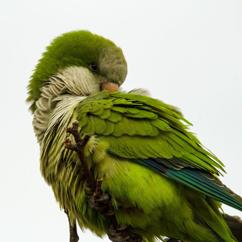Monk Parakeet