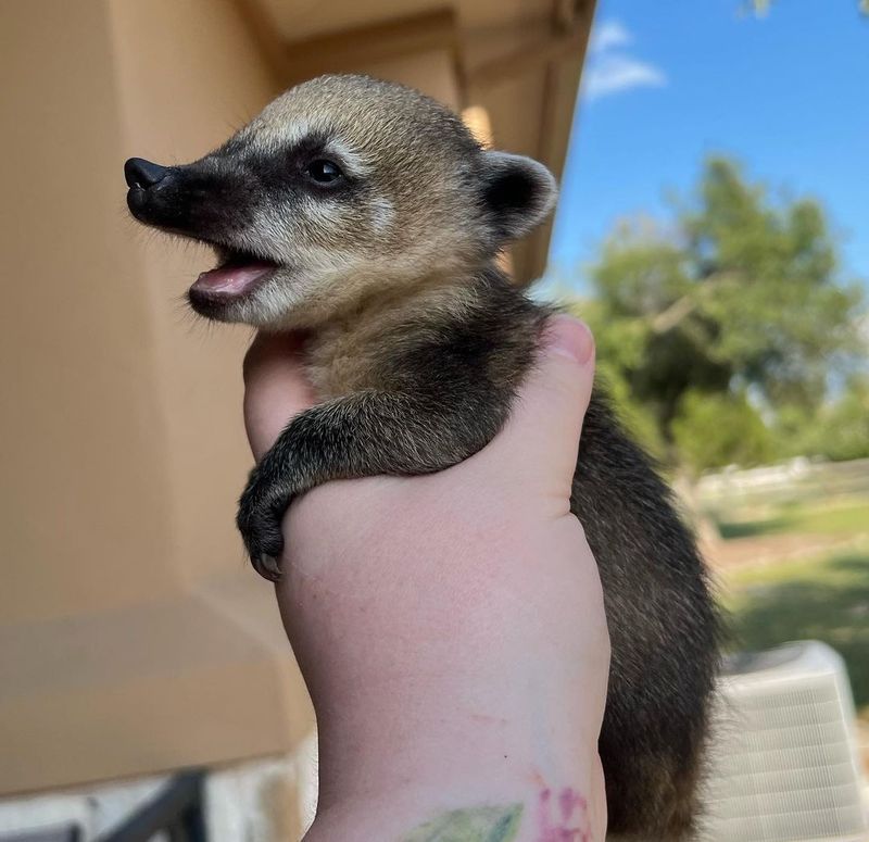 Coatis (Coatimundis)